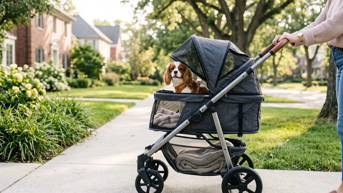 Pet stroller for dogs and cats on a neighborhood walk