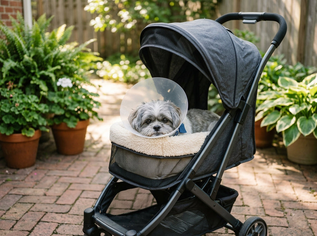 Senior Shih Tzu wearing a clear protective plastic cone resting calmly inside a dark grey pet stroller on a sunny patio.
